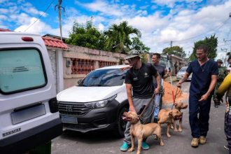 Policiais apreendem cães da raça Pit Bull em um canil clandestino. Os animais estavam em condições precárias.