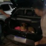 Um homem tenta tirar um cachorro de dentro do porta-malas de um carro durante uma perseguição policial.