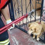 Cachorro fica preso em grade após se assustar com fogos em Manacapuru