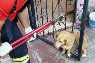 Cachorro fica preso em grade após se assustar com fogos em Manacapuru