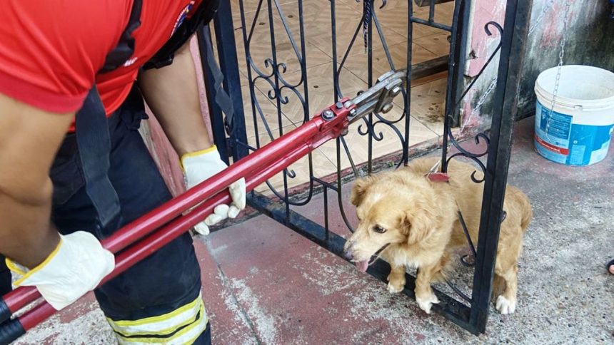 Cachorro fica preso em grade após se assustar com fogos em Manacapuru