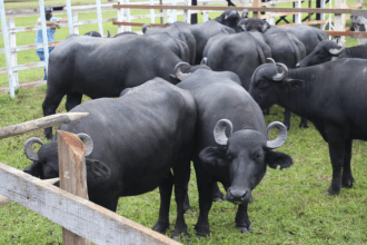 Imagem colorida mostra Criação de Búfalos no Amazonas