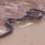 Sucuri interrompe ensaio fotográfico de casal na Ponta Negra