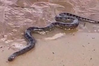 Sucuri interrompe ensaio fotográfico de casal na Ponta Negra
