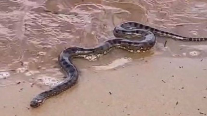Sucuri interrompe ensaio fotográfico de casal na Ponta Negra
