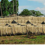 Subvenção Juta e Malva