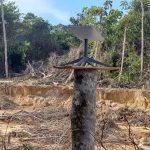 Antena Starlink instalada em tronco de árvore em área de garimpo no Amazonas.