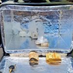 Bolsa térmica de entrega com dinheiro e drogas apreendidas.