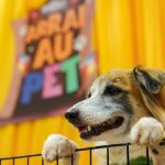 Cachorro deitado em uma grade com o letreiro ArraiAU Pet ao fundo