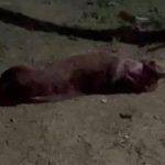 Cachorro pitbull morto na rua após briga