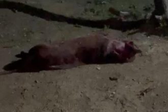 Cachorro pitbull morto na rua após briga