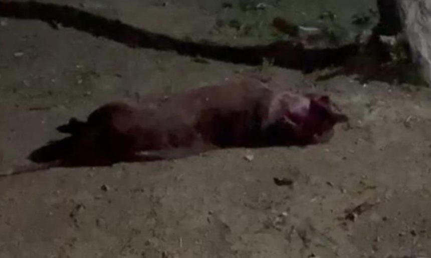 Cachorro pitbull morto na rua após briga