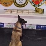 Cão farejador com drogas apreendidas pela PMAM em operação com Ágata.
