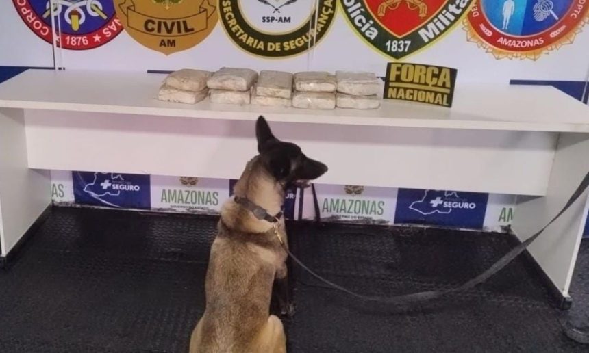 Cão farejador com drogas apreendidas pela PMAM em operação com Ágata.