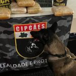 Cão farejador da polícia ao lado de tabletes de maconha apreendidos em operação.