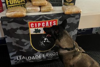 Cão farejador da polícia ao lado de tabletes de maconha apreendidos em operação.