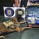Cão farejador e malas com drogas apreendidas pela Polícia Federal.