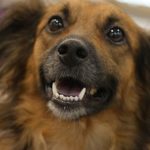 Cão sorrindo, com pelo marrom e preto, em close-up.