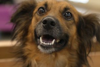 Cão sorrindo, com pelo marrom e preto, em close-up.