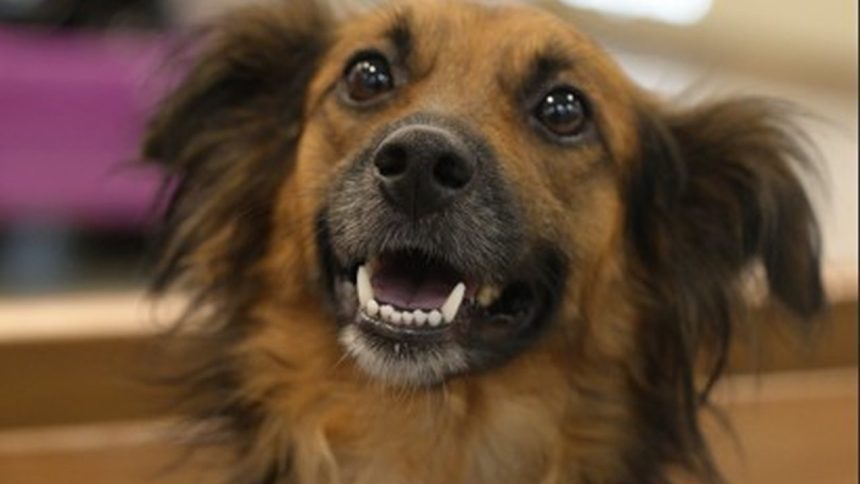 Cão sorrindo, com pelo marrom e preto, em close-up.