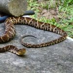 Cobra marrom com padrão de losangos em superfície de cimento, rastejando.