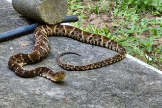 Cobra marrom com padrão de losangos em superfície de cimento, rastejando.