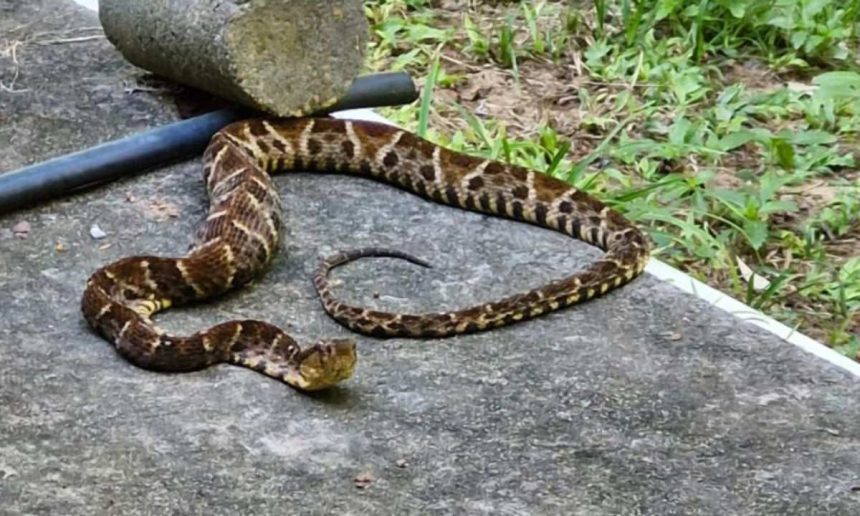 Cobra marrom com padrão de losangos em superfície de cimento, rastejando.