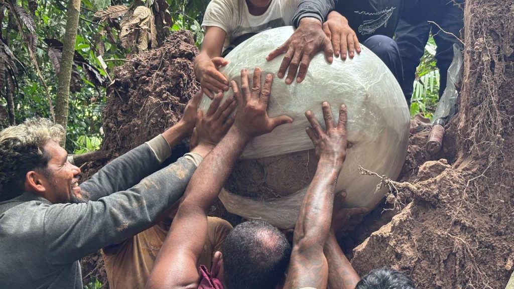 Comunitários escavam urna funerária milenar após queda de árvore.