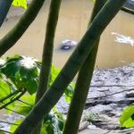 Corpo de mulher boiando no Rio Madeira em Manicoré, Amazonas