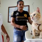 Gato em balança veterinária, com duas pessoas ao redor, em clínica veterinária.