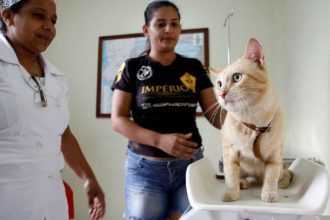 Gato em balança veterinária, com duas pessoas ao redor, em clínica veterinária.