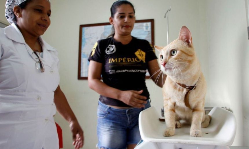 Gato em balança veterinária, com duas pessoas ao redor, em clínica veterinária.