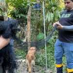 Homens seguram rede de proteção em meio à vegetação, possivelmente para captura de animais.