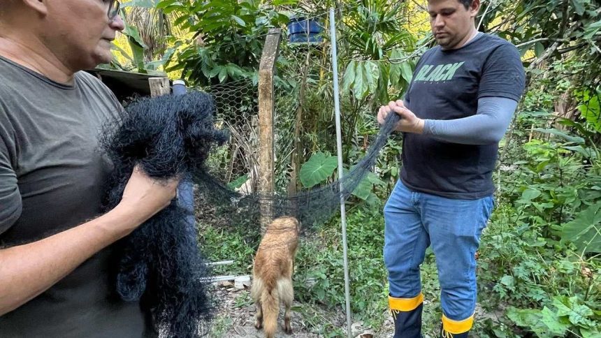 Homens seguram rede de proteção em meio à vegetação, possivelmente para captura de animais.