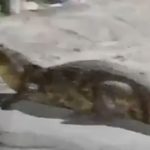 Jacaré atravessando a Avenida Djalma Batista