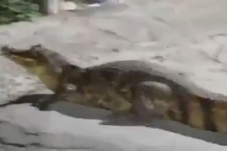 Jacaré atravessando a Avenida Djalma Batista