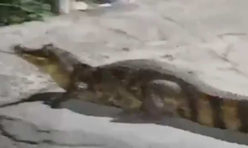 Jacaré atravessando a Avenida Djalma Batista