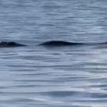 Jacaré nadando na água, corpo parcialmente submerso, cabeça visível, em Ponta Negra.