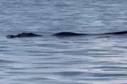 Jacaré nadando na água, corpo parcialmente submerso, cabeça visível, em Ponta Negra.