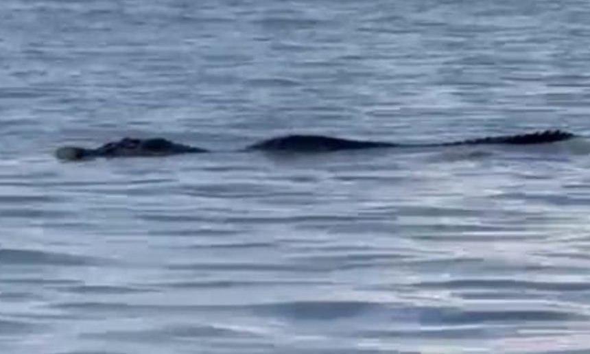 Jacaré nadando na água, corpo parcialmente submerso, cabeça visível, em Ponta Negra.
