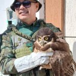 Militar segura coruja ferida resgatada em Manaus