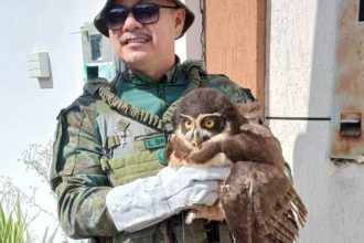 Militar segura coruja ferida resgatada em Manaus