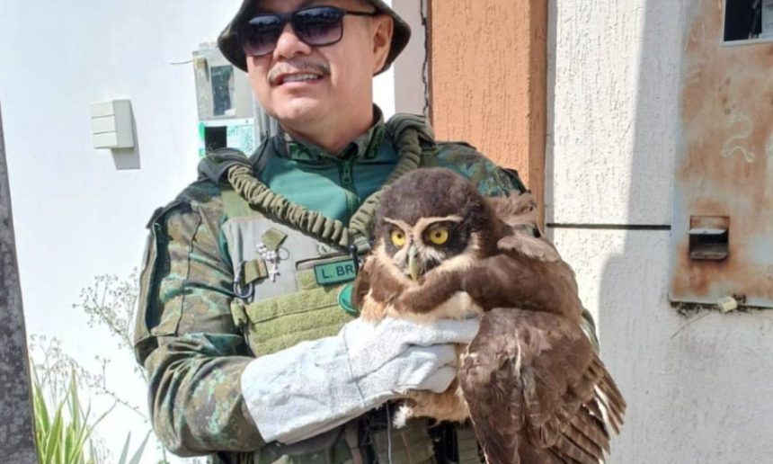 Militar segura coruja ferida resgatada em Manaus