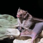 Morcego vampiro em mãos com luvas