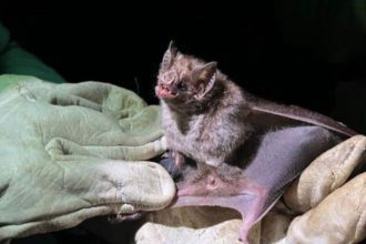 Morcego vampiro em mãos com luvas