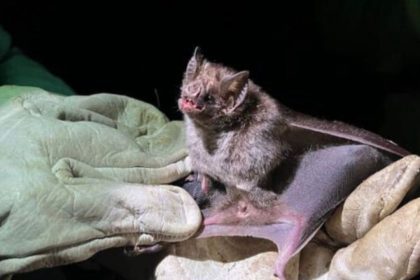 Morcego vampiro em mãos com luvas
