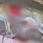 Onça-parda atropelada na BR-174, em Presidente Figueiredo, Amazonas.