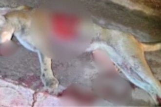 Onça-parda atropelada na BR-174, em Presidente Figueiredo, Amazonas.