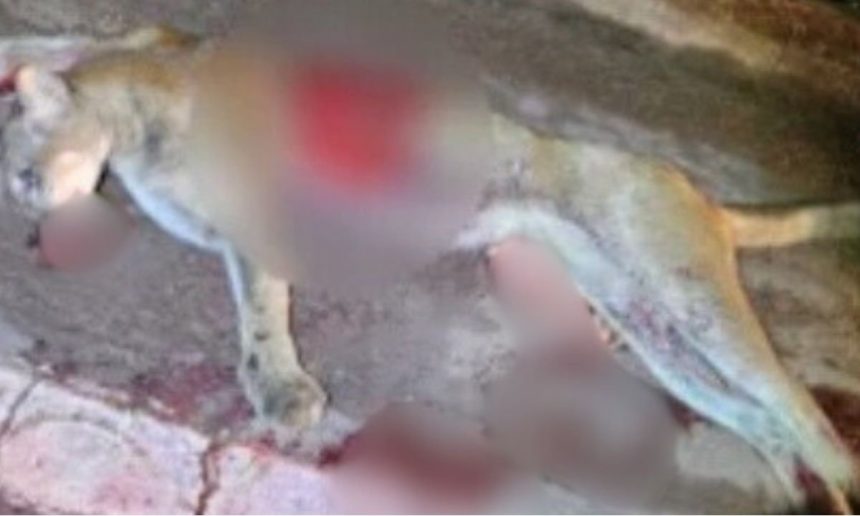 Onça-parda atropelada na BR-174, em Presidente Figueiredo, Amazonas.