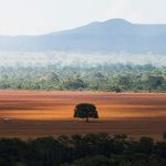 Campo desmatado na Amazônia